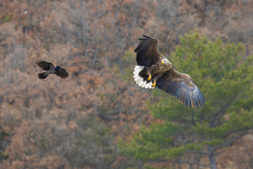 White-tailed Eagle soaring