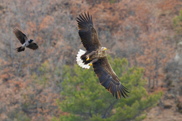 White-tailed Eagle soaring