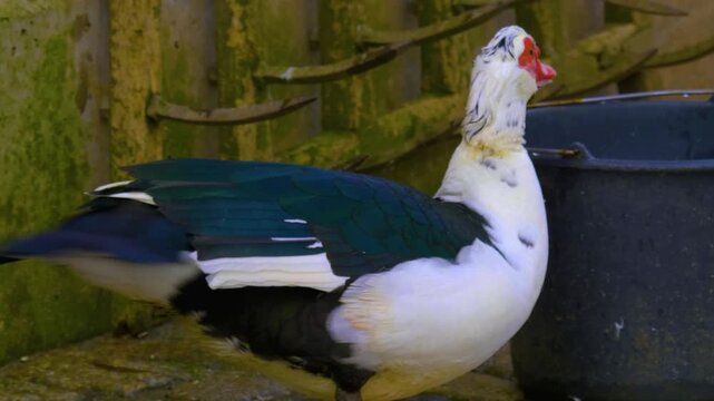 Close up of a muscovy duck walking around backyard on a cloudy winter day