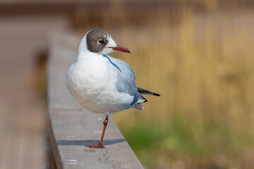 Black-headed Gull on one leg