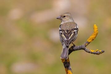 Common Chaffinch perched