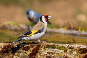 European Goldfinch came for water