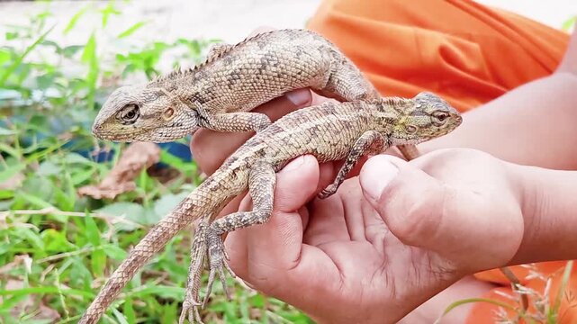 The garden chameleon (Calotes Versicolor) is an invasive lizard species belonging to the genus Calotes and the family Agamidae which is often hunted and traded as a pet because of its attractive shape