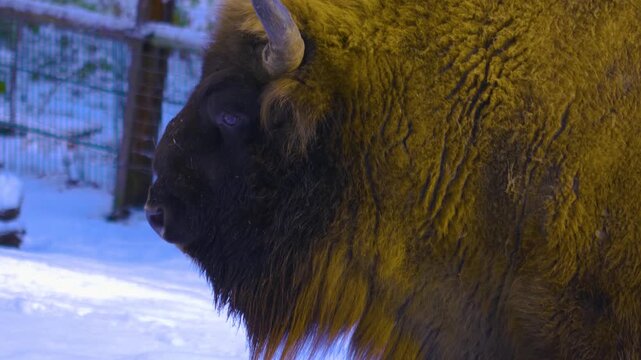 Close up of a european bison standing around in the winter on a snowy and cloudy day in january.,