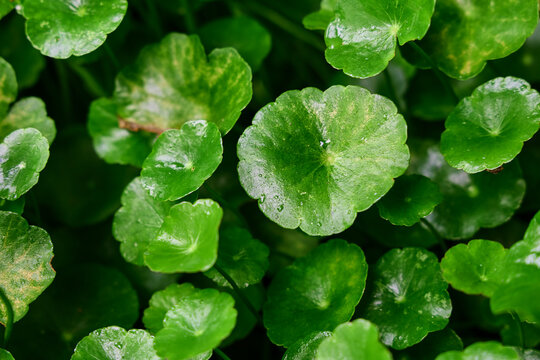Lush green organic water pennywort leaf growing in homegrown garden