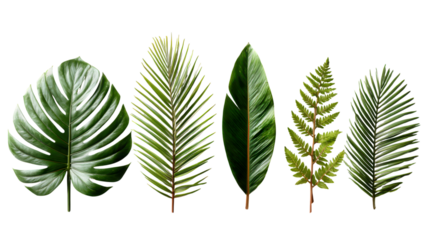 Set of palm leaves, isolated on a clean transparent background, highlighting tropical foliage and vibrant green color.