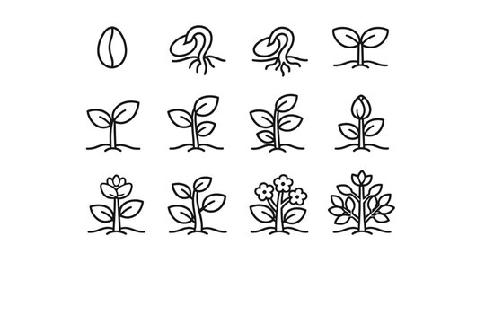 Minimal black line icons showing plant growth stages from seed and germination to sprout, seedling, leaves, flowering, and mature plant development