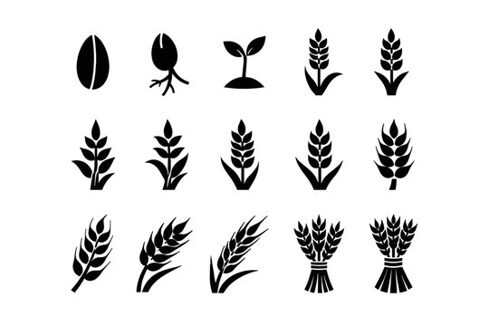 Minimal black silhouette set of seeds, sprouts, wheat and cereal ears showing plant growth stages and agricultural crop icons on white background
