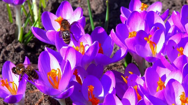 Honey bees collect nectar and pollen on blue crocus flowers in the garden