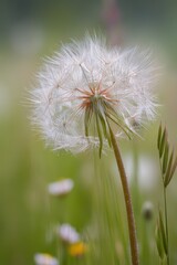 Fototapeta premium Close-up of dandelion seed head releasing delicate seeds in morning light