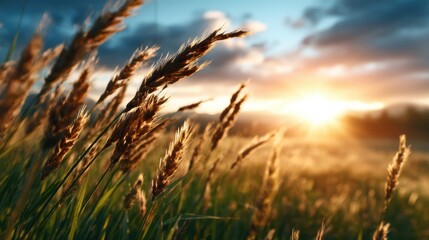 Fototapeta premium Golden sunlight bathes swaying grass fields beneath a colorful sky, creating a breathtaking natural scene of tranquility and beauty, ideal for landscape and nature themes.