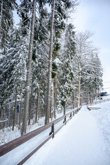 Winter landscape with tall snow-covered fir trees, serene forest scenery and frosty atmosphere in a cold season nature setting.