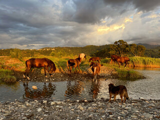 Fototapete bei efototapeten.de bestellen   