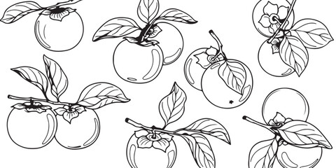 Collection of hand-drawn persimmon fruit illustrations with leaves on white background