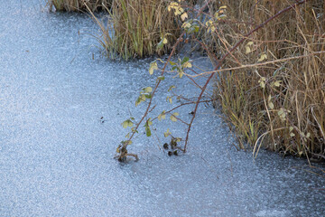 Wild bramble plant frozen in the icy surface of a pond