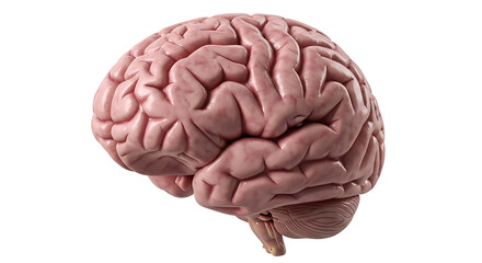 Anatomical illustration of the human brain, a complex organ responsible for thought and emotion