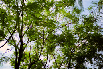 Lush green tree branches with delicate leaves against a bright sky background. Chengdu, Sichuan, China
