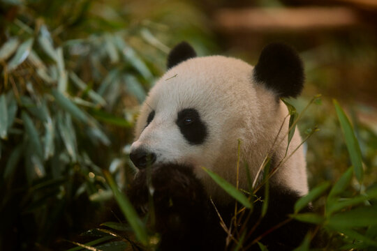 A panda munches on bamboo surrounded by lush green leaves. Chengdu, Sichuan, China