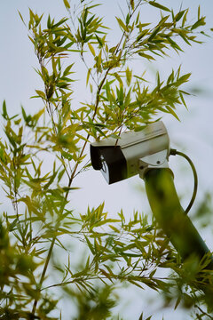 Surveillance camera mounted among dense bamboo foliage against a light sky. Chengdu, Sichuan, China