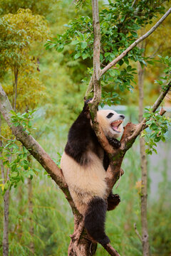 A panda bear joyfully climbing a tree amidst lush greenery in a natural setting. Chengdu, Sichuan, China