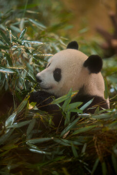 Panda sitting among lush green bamboo, appearing peaceful and content. Chengdu, Sichuan, China