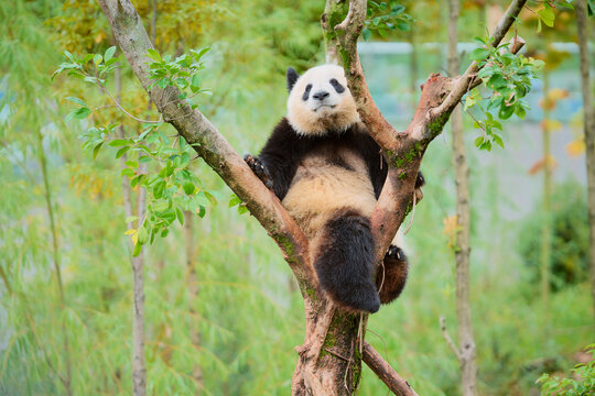 A panda bear lounges comfortably on a tree surrounded by lush greenery. Chengdu, Sichuan, China