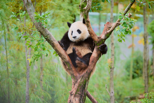 A giant panda perched in a tree surrounded by lush green foliage in a natural setting. Chengdu, Sichuan, China