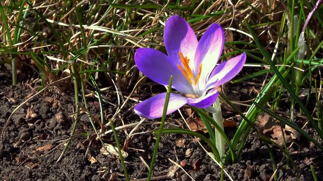 Crocus tommasinianus, blooming purple crocus flowers in the garden