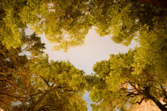 Lush green tree canopy with a clear view of the sky in the center. Guangzhou, Guangdong, China