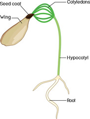 Structure of spruce sapling with seed coat isolated on white background