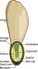 Structure of spruce winged seed isolated on white background
