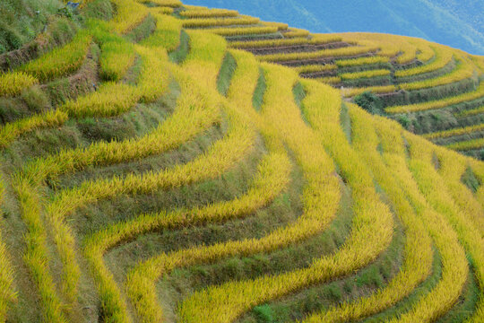 Yellow terraced rice fields form a vibrant, sweeping pattern on a hillside landscape. Longji (Longsheng) Rice Terraces, Longsheng, China
