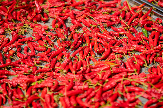 A vibrant pile of fresh red chili peppers drying in the sun on a mesh surface. Longji (Longsheng) Rice Terraces, Longsheng, China