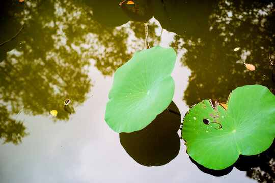 Bright green lily pads float on calm, reflective water with scattered leaves and subtle reflections. Shanghai, China