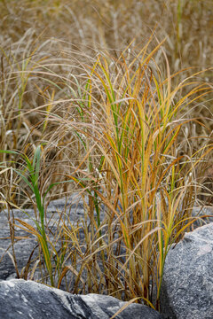 Tall grass with autumn colors growing among gray rocks in a natural setting. Thunder Bay, Ontario, Canada