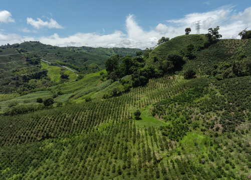 Lush green hillside with rows of crops under a partly cloudy sky. Santander, Colombia