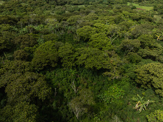 Aerial view of lush green tropical forest canopy with dense vegetation and scattered trees. Santander, Colombia