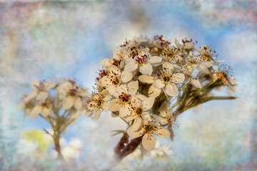 Close-up of delicate white flowers on a branch against a soft blue background Digital artwork with textures and pattern overlays
