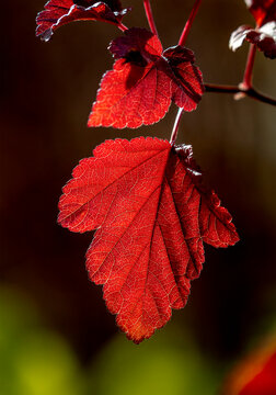 Close-up of vibrant red autumn leaves against a dark blurred background Calgary, Canada