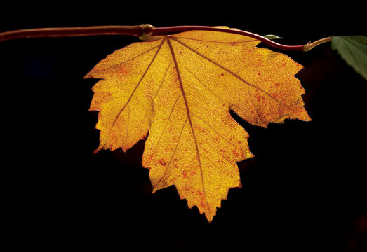 Vibrant yellow autumn leaf with fine veins against a dark background. Calgary, Canada