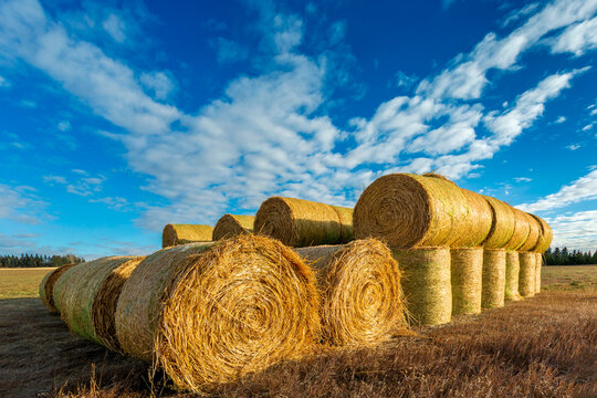 Golden hay bales stacked in a sunny field under a blue sky with scattered clouds. Northwest of Calgary, Canada