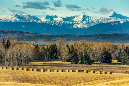 Golden hay bales dot a vast field with mountains and trees under a bright blue sky. West of Calgary, Canada