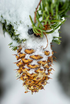 Pine cone covered in snow hangs from a branch with green needles. Calgary, Canada