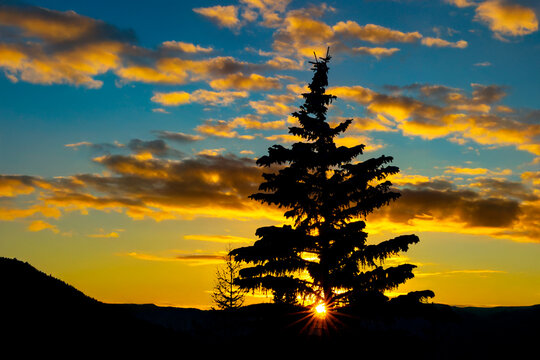 Silhouette of a pine tree against a vibrant sunset with colorful clouds in the sky. Calgary, Canada