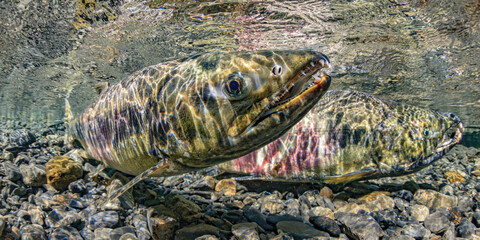 Two salmon, Chum Salmon spawning pair, swim in clear rocky water with light patterns flickering on their scales. Alaska, USA