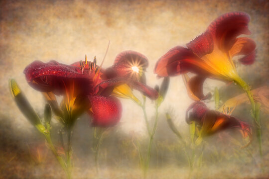 Red daylilies with dew in soft focus against an artistic textured background. Digital artwork with textures and pattern overlays
