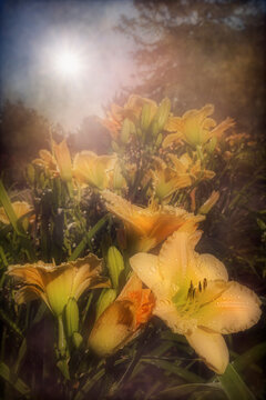 Dew-covered orange lilies bathed in warm sunlight under a partly cloudy sky. Digital artwork with textures and pattern overlays