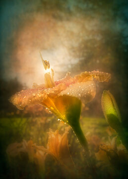 Dew-covered flower glowing under sunlight with a soft, dreamy background. Digital artwork with textures and pattern overlays