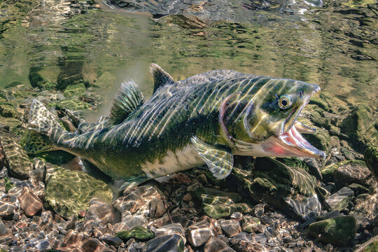 Intertidal spawning, salmon swimming upstream in clear rocky stream with its mouth open wide.   Alaska, USA