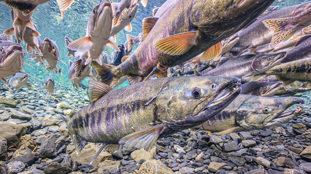 Underwater view of salmon swimming upstream over rocky riverbed with clear water, Chum and Pink salmon spawning migration, Alaska, USA